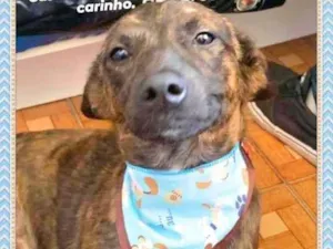 Cachorro raça SRD-ViraLata idade 7 a 11 meses nome Cirilo