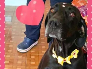 Cachorro raça Labrador Mix idade 2 anos nome Olivia