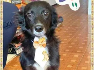 Cachorro raça SRD-ViraLata idade 7 a 11 meses nome Rafael