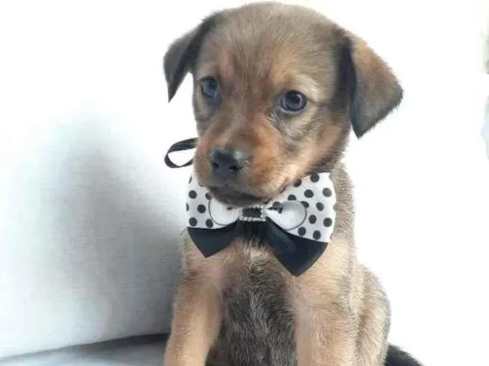Cachorro ra a SRD-ViraLata idade 2 a 6 meses nome sem nome