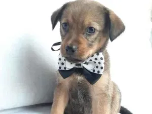 Cachorro raça SRD-ViraLata idade 2 a 6 meses nome sem nome