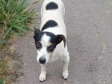 Cachorro ra a Fox Paulistinha tricolor  idade 3 anos nome SUNNY