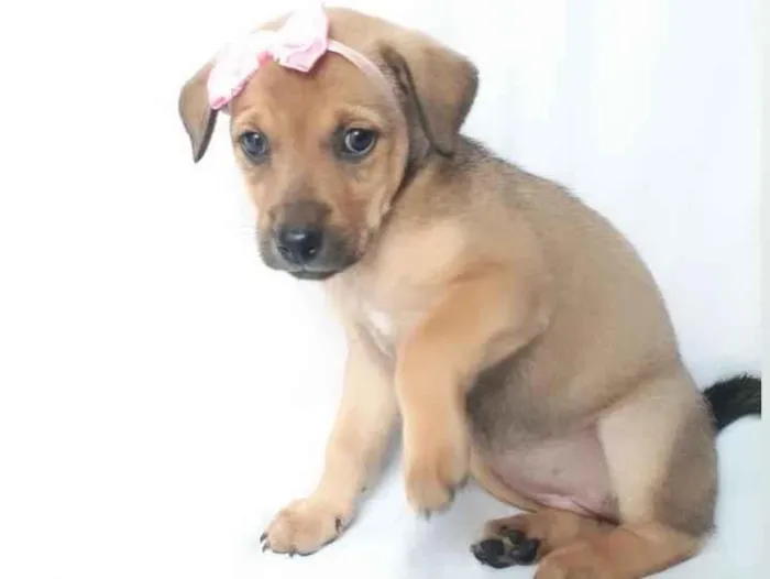 Cachorro ra a SRD-ViraLata idade 2 a 6 meses nome sem nome