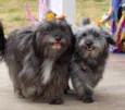Tina e Bibi 