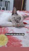 Vênus 