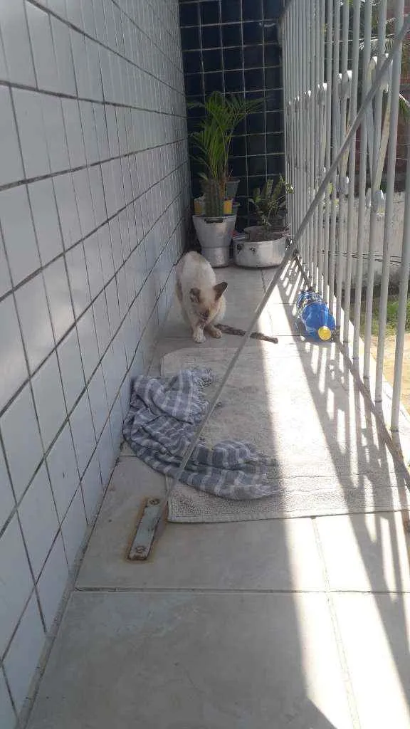Gato ra a  idade 1 ano nome Vênus 