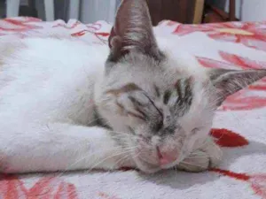 Gato raça  idade 1 ano nome Vênus 