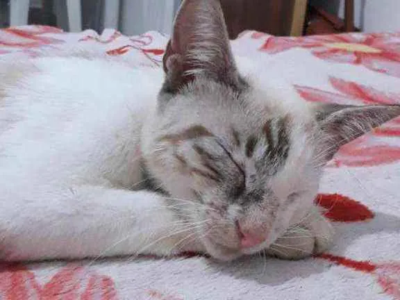 Gato ra a  idade 1 ano nome Vênus 