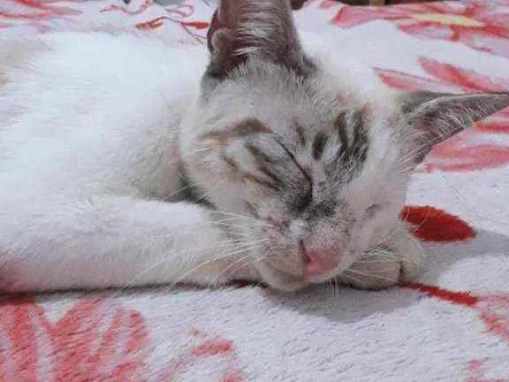 Gato ra a  idade 1 ano nome Vênus 