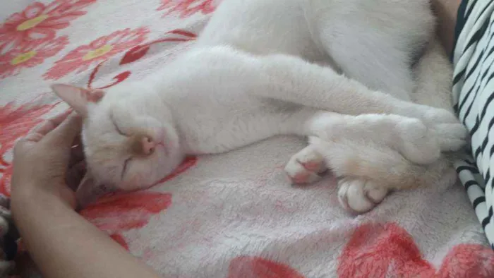 Gato ra a  idade 1 ano nome Íris 