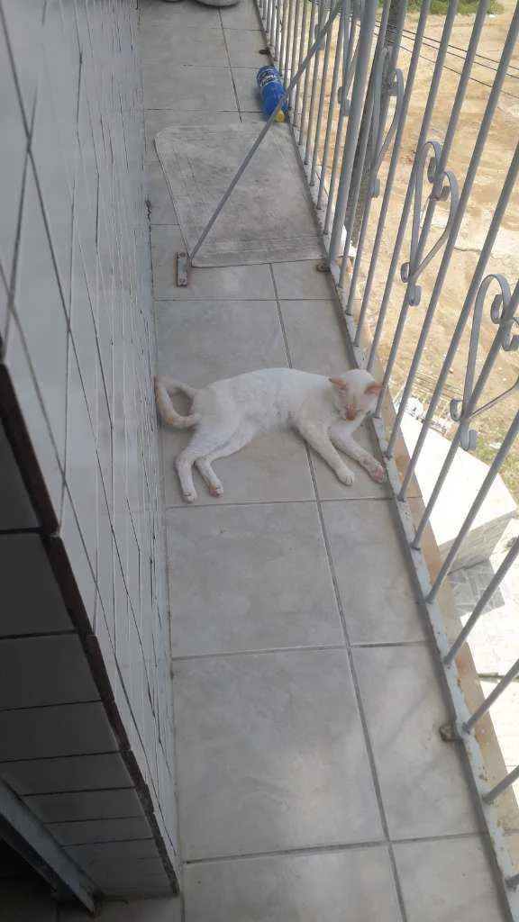 Gato ra a  idade 1 ano nome Íris 