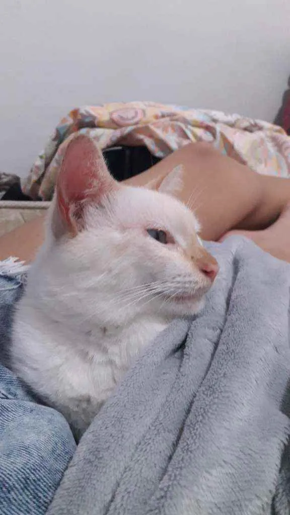 Gato ra a  idade 1 ano nome Íris 