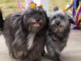 Tina e Bibi 
