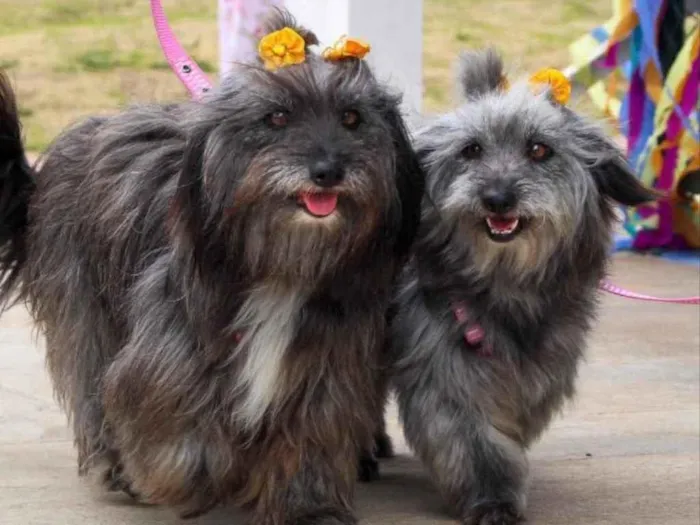 Cachorro ra a Mestiças  idade 1 ano nome Tina e Bibi 