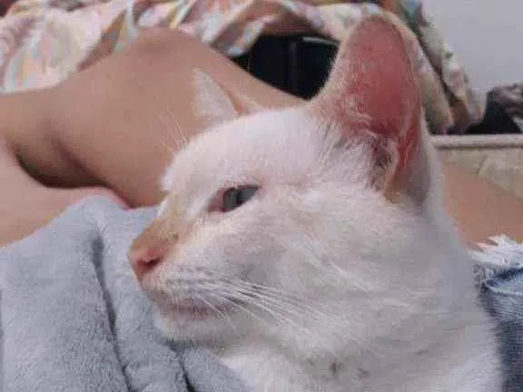 Gato ra a  idade 1 ano nome Íris 