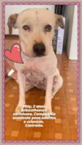 Pitty