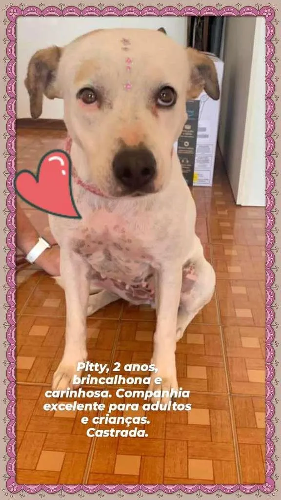 Cachorro raça Pit-Bull idade 2 anos nome Pitty