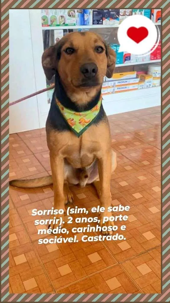 Cachorro ra a SRD-ViraLata idade 2 anos nome Sorriso