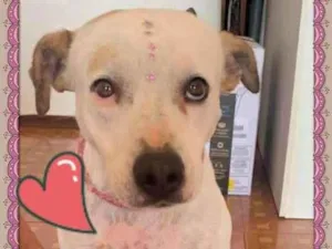 Cachorro raça Pit-Bull idade 2 anos nome Pitty