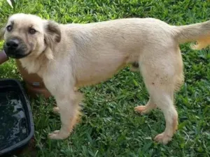 Cachorro raça SRD-ViraLata idade 3 anos nome João