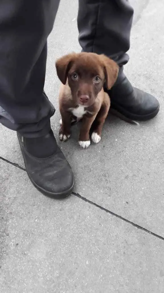 Cachorro ra a Labrador  idade 2 a 6 meses nome Sem nome