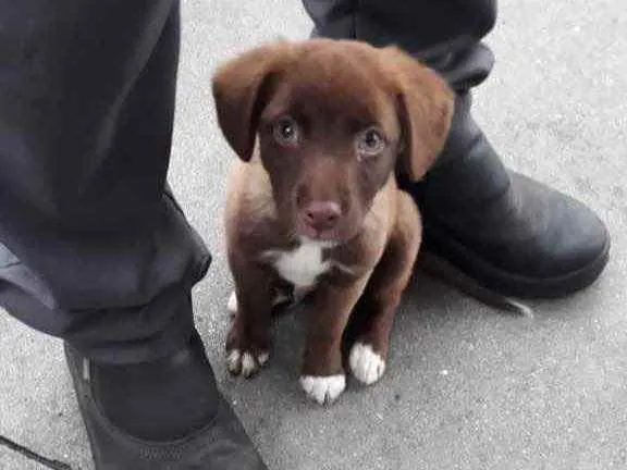 Cachorro ra a Labrador  idade 2 a 6 meses nome Sem nome