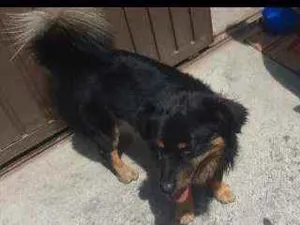 Cachorro raça  idade  nome Paçoca 
