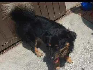 Cachorro raça  idade  nome Paçoca 