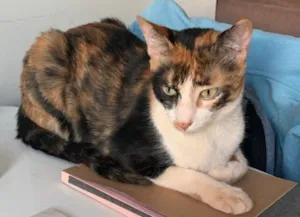 Gato raça Sem raça idade 1 ano nome Timtim