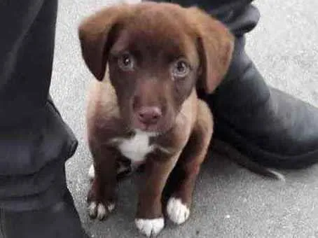 Cachorro ra a Labrador  idade 2 a 6 meses nome Sem nome