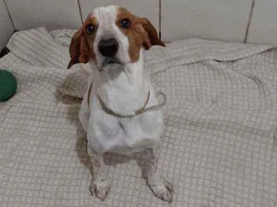 Cachorro raça SRD idade 4 anos nome Bonitão 