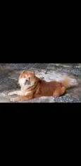 Simba