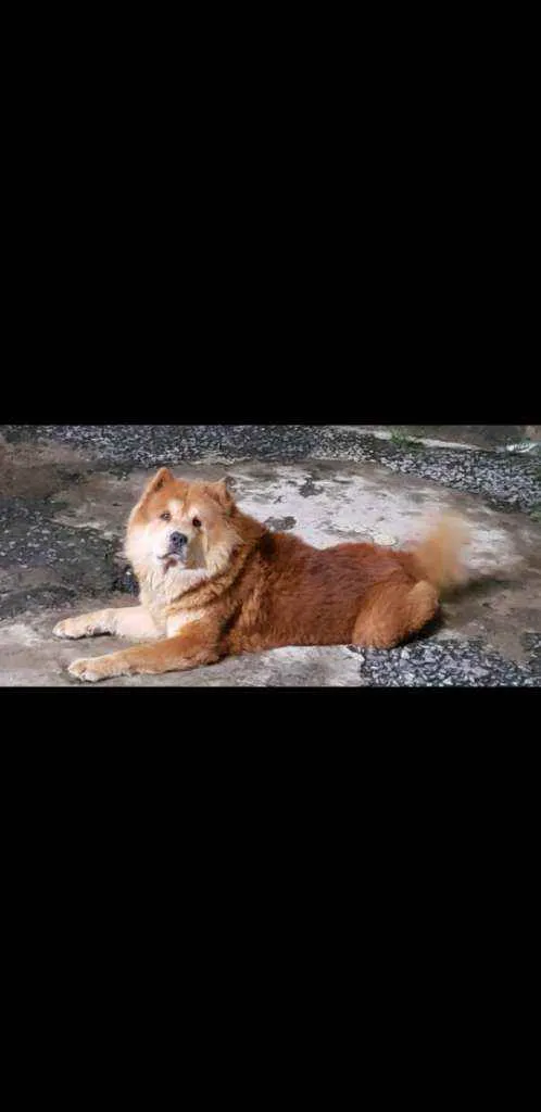 Cachorro raça Chow chow  idade 4 anos nome Simba