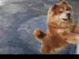 Simba