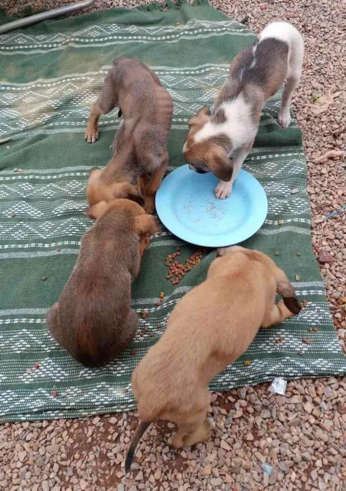 Cachorro ra a Não sei  idade 2 a 6 meses nome Não tem nome 