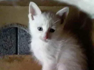 Gato raça Vira lata idade 2 a 6 meses nome Kiko