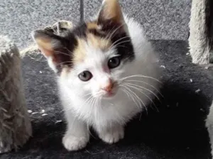 Gato raça Srd idade 2 a 6 meses nome Nala