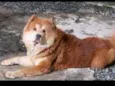 Simba