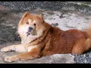 Cachorro raça Chow chow  idade 4 anos nome Simba