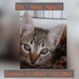 BIA