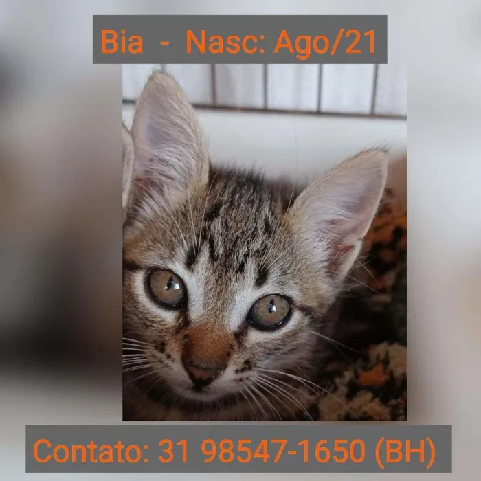 Gato raça SRD idade 2 a 6 meses nome BIA