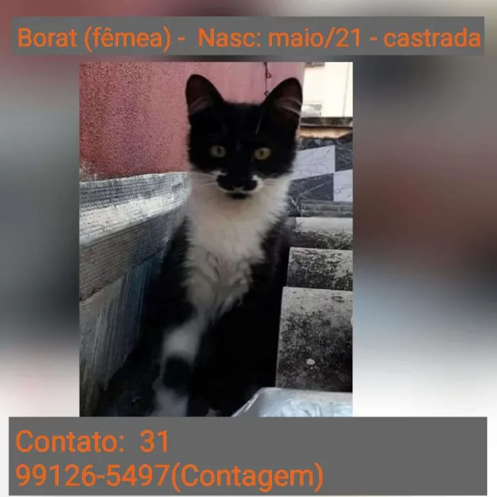 Gato raça SRD idade 2 a 6 meses nome BAROT