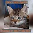 LILICA