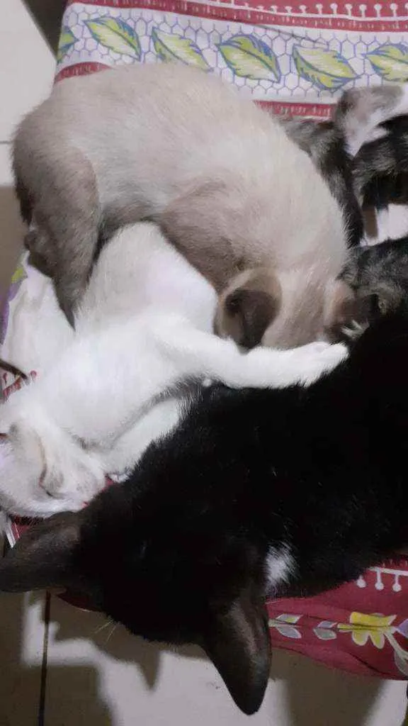 Gato raça Mestiços  idade 2 a 6 meses nome Marcha e tom