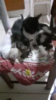 Marcha e tom