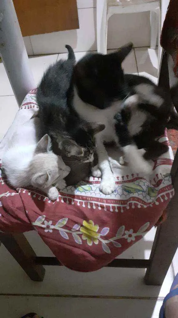 Gato raça Mestiços  idade 2 a 6 meses nome Marcha e tom