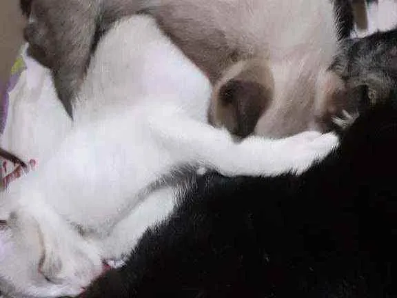 Gato raça Mestiços  idade 2 a 6 meses nome Marcha e tom