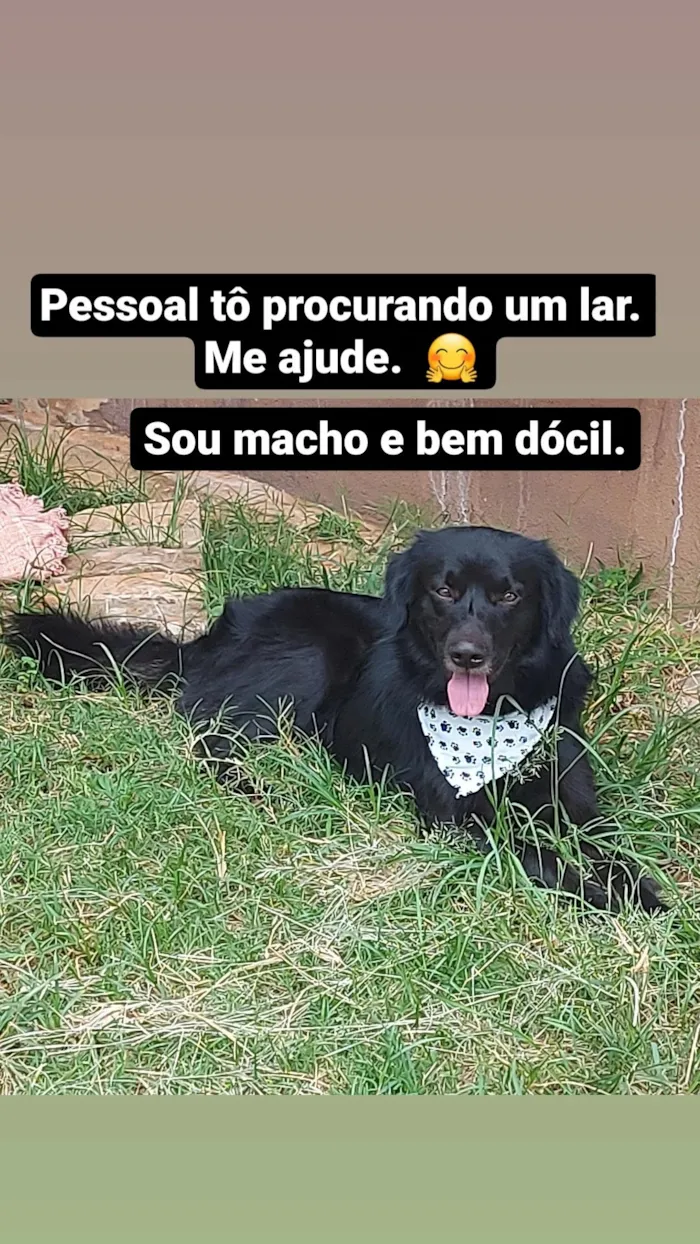 Cachorro raça SRD-ViraLata idade 3 anos nome Negão