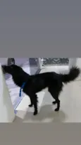 Negão