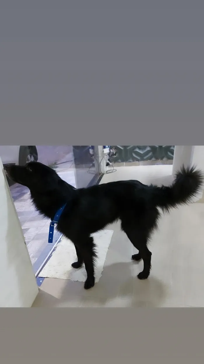 Cachorro raça SRD-ViraLata idade 3 anos nome Negão